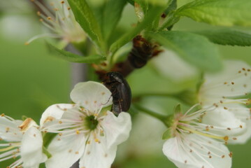 Insecte