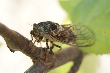 Insecte