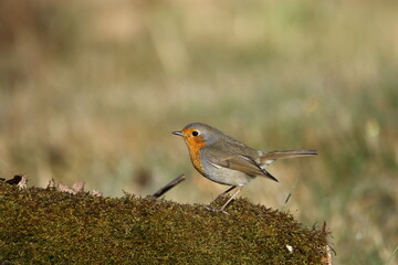 A European Robin perching.