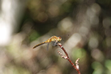 Insecte