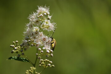 Insecte