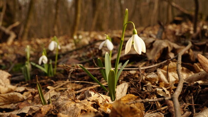 Beautiful snowdrops - Galanthus plicatus - first flowers in sunny spring forest