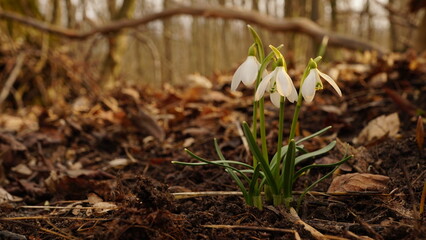 Beautiful snowdrops - Galanthus plicatus - first flowers in sunny spring forest