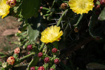 bright yellow flowering cactus on a sunny day with the sun shining