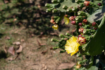 bright yellow flowering cactus on a sunny day with the sun shining