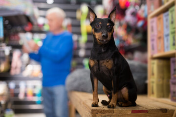 Little miniature pinscher puppy waiting in salesroom of pet shop while his owner shopping in...