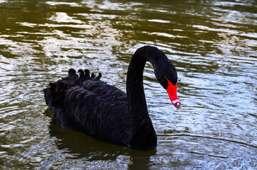 Naklejka premium Bla Swan in a Paris lake. 