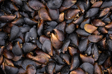 many brown snails put together in one pile form an interesting brown pattern