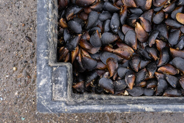 a lot of brown snails put in a gray box