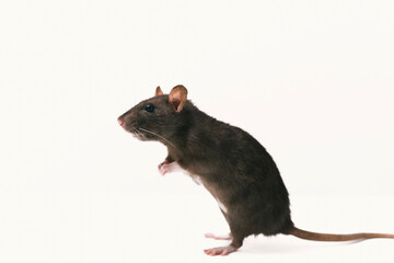 brown domestic rat standing on white background