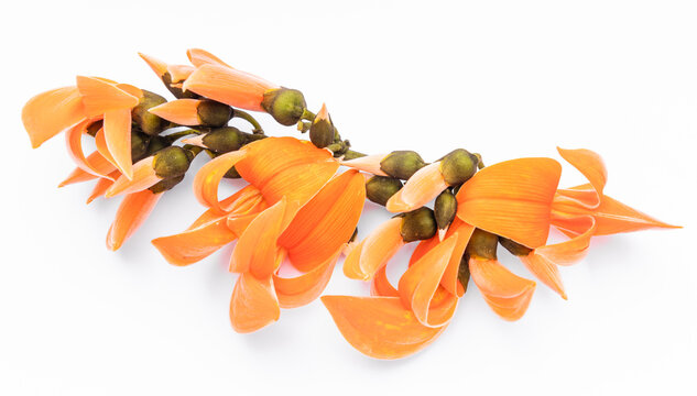 Butea monosperma Ktze or palash flower of southeast asia on white background. Plaso monosperma, Butea frondosa, Erythrina monosperma. Papilionaceae.