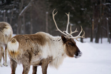A lone elk in winter