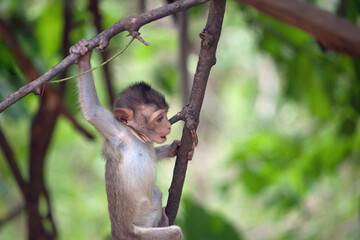 可愛いサル