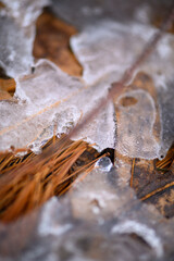 Macro Closeup Of Pineneedles Under The Ice DETROIT MI