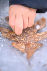 Macro Children Find Out That Leaf Has Been Frozen In Ice And Can't Be Removed From Ground Without Breaking It. Detroit MI