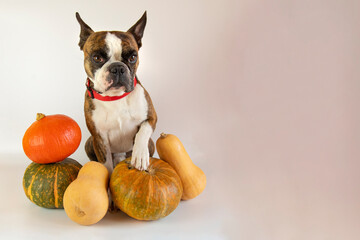 Funny Boston Terrier with pumpkins on white background