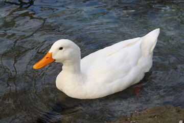 white duck in the water