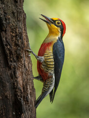 rainbow woodpecker