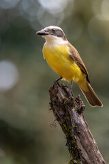 Obraz premium yellow Benteveo