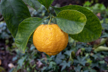 Citrus limettioides or sweet lime fruit in the garden