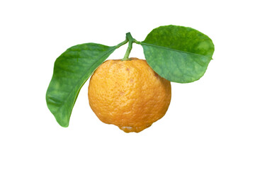 Citrus limettioides or sweet lime fruit with leaves