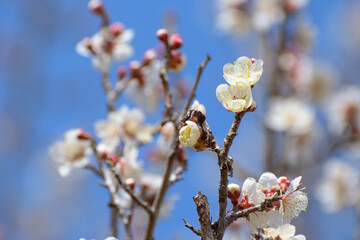 梅の花
