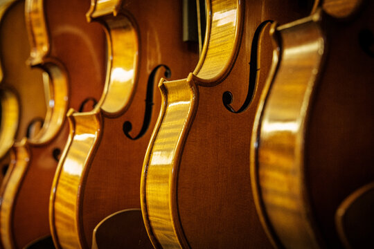 Rows upon rows of violins and violas hang from racks in an instrument store