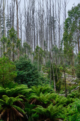 Obraz premium Thousand Of Dead Mountain Ash Tree's, Amongst Bush Regeneration After The Tragic Bush Fires Around Marysville Victoria