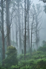 Fototapeta premium Thousand Of Dead Mountain Ash Tree's, Amongst Bush Regeneration After The Tragic Bush Fires Around Marysville Victoria