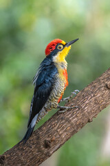 rainbow woodpecker