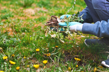 Young man hands wearing garden gloves, removing and hand-pulling Dandelions weeds plant permanently from lawn. Spring summer garden care background. - obrazy, fototapety, plakaty