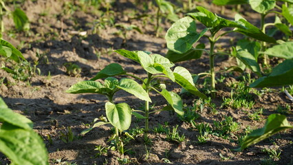 rows of young, green, powerful sunflowers, clean from diseases, weeds, and insects.
