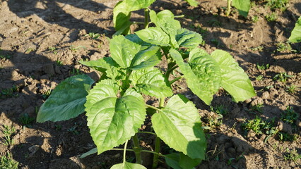 rows of young, green, powerful sunflowers, clean from diseases, weeds, and insects.
