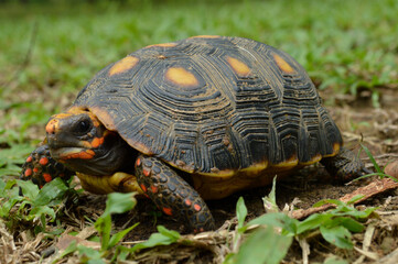 Chelonoidis carbonarius, in situ in the Eastern Llanos Basin of Colombia. Photo2.