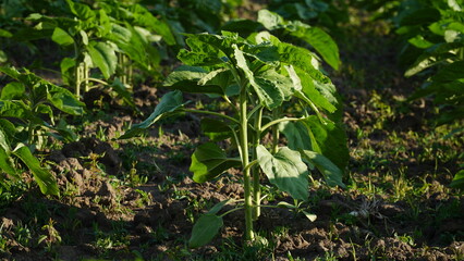 rows of young, green, powerful sunflowers, clean from diseases, weeds, and insects.