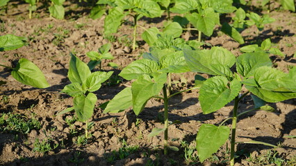 rows of young, green, powerful sunflowers, clean from diseases, weeds, and insects.
