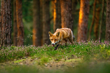 Fox at sunrise. Red fox, Vulpes vulpes, hunting in green pine forest. Hungry fox sniffs about food...
