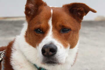 Close - up headshot of brown and white terrier collie mix dog