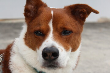 Close - up headshot of brown and white terrier collie mix dog