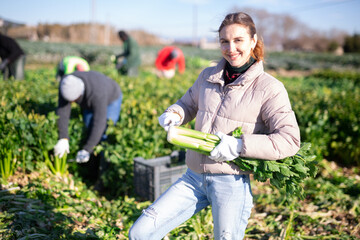 Successful young female vegetable grower working on farm plantation on spring day, gathering crop of organic celery..