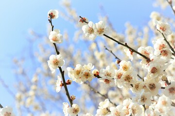 空と梅の花
