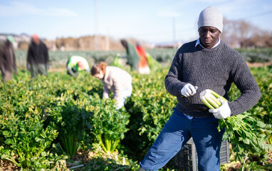 African american farm worker picking crop of ripe celery leaves on field on sunny spring day. Harvest time..