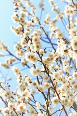 満開の梅の花