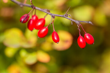 Ripe barberry berries on bush branches in autumn
