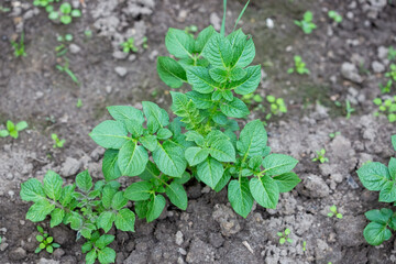 Small potato plant growing in the grooves, green leaves of potato plant