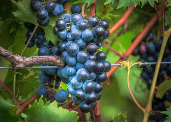Closeup of blue grapes in a vineyard