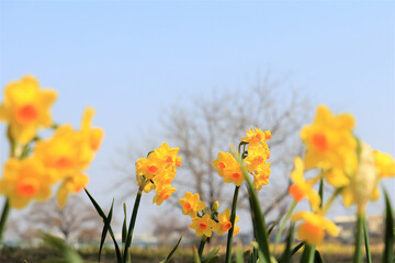 黄色い水仙の咲く風景