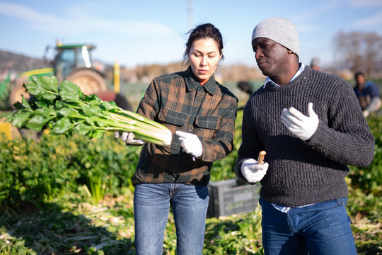 Interested focused Asian female farmer standing with positive african american partner on farm field during celery spring harvest, talking about some current issues