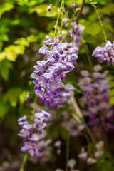 purple panicle tree is locally plant of japan, wisteria grown in İstanbul,. Green grass backgrpond