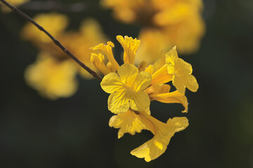 the Ipe Yellow Flowers of Handroanthus albus